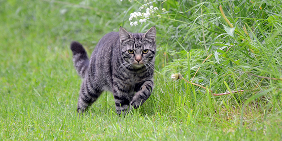 En katt som smyger i kanten av högt gräs.